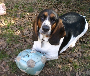 piłka, Basset Hound