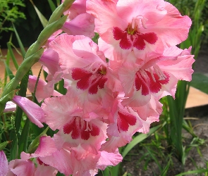 Gladiolus