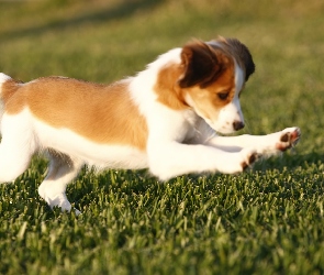 Płochacz holenderski, trawa, zielona, Kooikerhondje, słodki