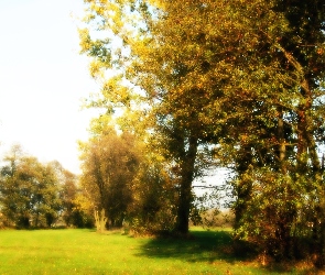 Drzewo, łąka, Jesień