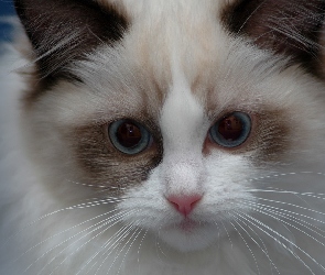 Pyszczek, Ragdoll