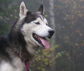 Czerwona, Smycz, Husky