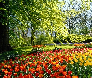 Tulipany, Drzewa, Holandia, Park