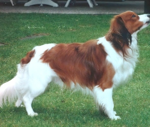 trawa, Kooikerhondje, dorosły, Płochacz holenderski