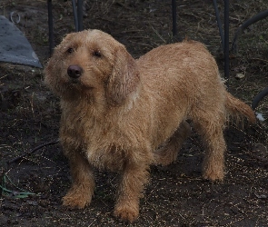 Basset Fauve de Bretagne