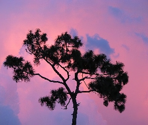 Drzewo, Chmury, Niebo