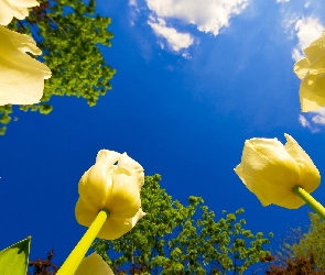 Niebo, Błękitne, Żółte, Tulipany
