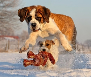Psy, Zabawka, Śnieg, Bernardyn