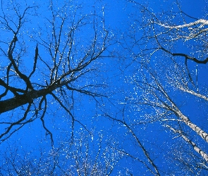 Wierzchołki, Drzew, Niebo