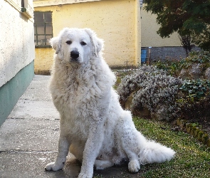 Owczarek węgierski Kuvasz