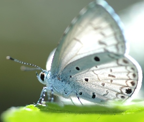 Modraszek, Motyl, Piękny, Biały