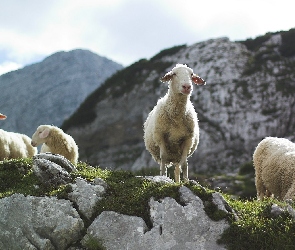 Owce, Góry, Cztery