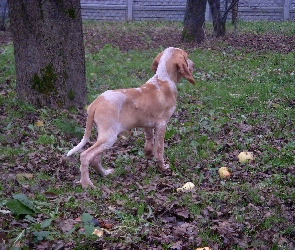 liście, trawa, Wyżeł włoski krótkowłosy, Bracco italiano