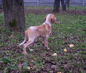 Wyżeł włoski krótkowłosy, liście, trawa, Bracco italiano