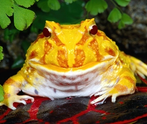 Żółta, Argentynka, Żaba