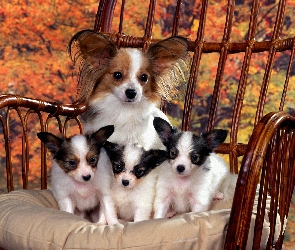 Szczeniaki, Spaniel kontynentalny miniaturowy Papillon