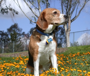 Beagle Harrier, kwiatki, żółte