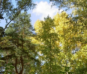 Wierzchołki, Słońce, Przebijające, Drzew