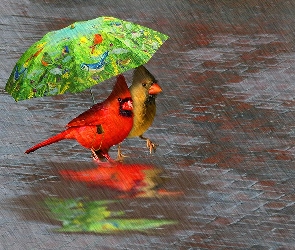 Parasol, Kardynał, Deszcz