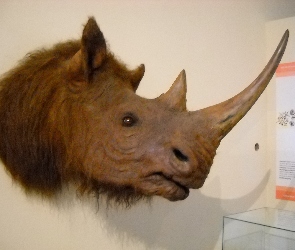 Głowa, Nosorożec