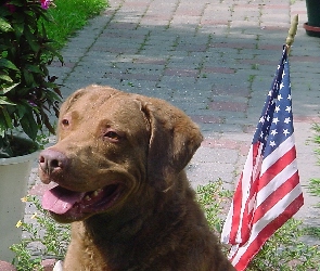 flaga USA, Chesapeake Bay retriever