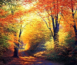 Ścieżka, Leśna