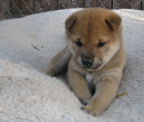 płot, Shiba inu, słodki, szczeniak