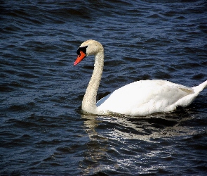 Łabędź, Niemy