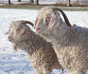 Dwie, Owce