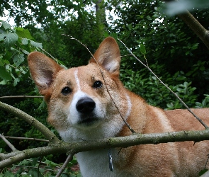 Welsh corgi pembroke, las