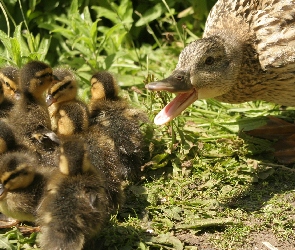 Mama, Kaczka