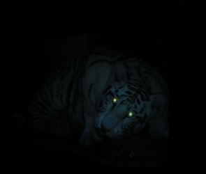 Tygrys, Oczy, Świecące