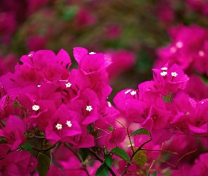 Kwiaty, Bugenwilla
