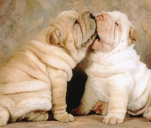 Szczeniaki, Zabawa, Shar Pei