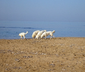 Maremmano-abruzzese, plaża