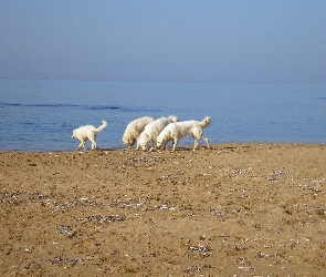 Maremmano-abruzzese, plaża