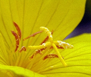 Wiesiołek, Kwiat, Żółty
