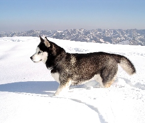 Siberian Husky, zima