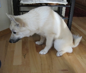 Przyczajony, Norsk Buhund