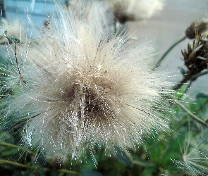 Nasiona, Ostu