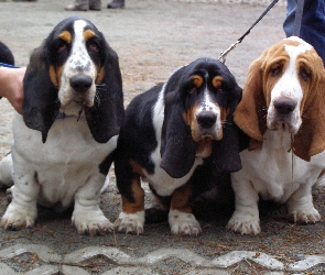 Basset Hound, trzy