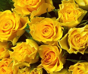 Żółte Róże