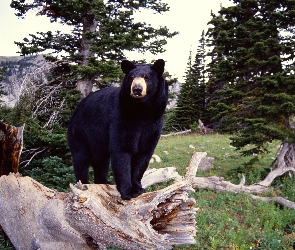 Niedźwiedź, Amerykański, Baribal