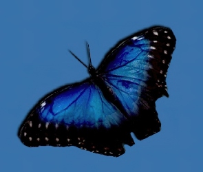 Czarny, Motyl, Niebiesko