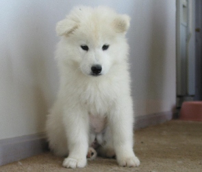 Samojed, biały