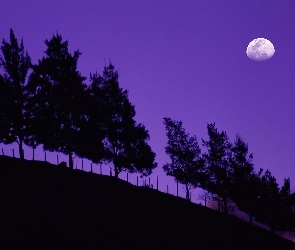 Księżyc, Drzewa