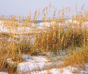 łąka, Zborze