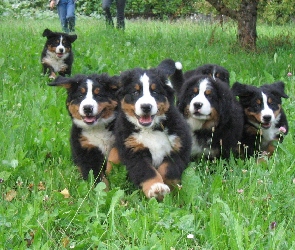 Berneńskie psy pasterskie, trawa, zielona