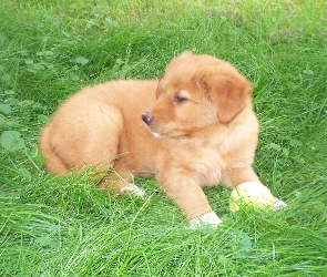 Szczeniak, Retriever z Nowej Szkocji