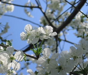 Drzewko, Wiśnia, Kwiaty